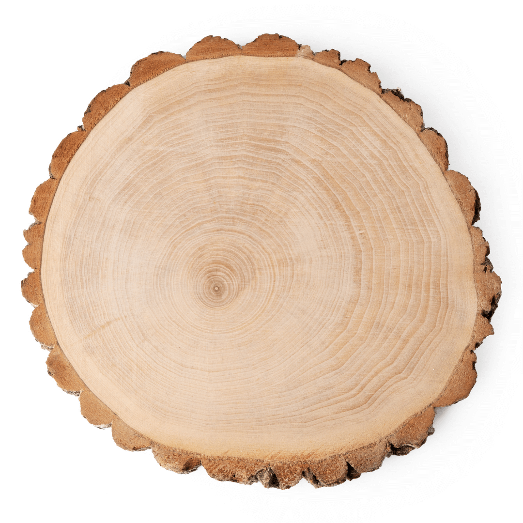 Giant 8 Inch Wood Slice