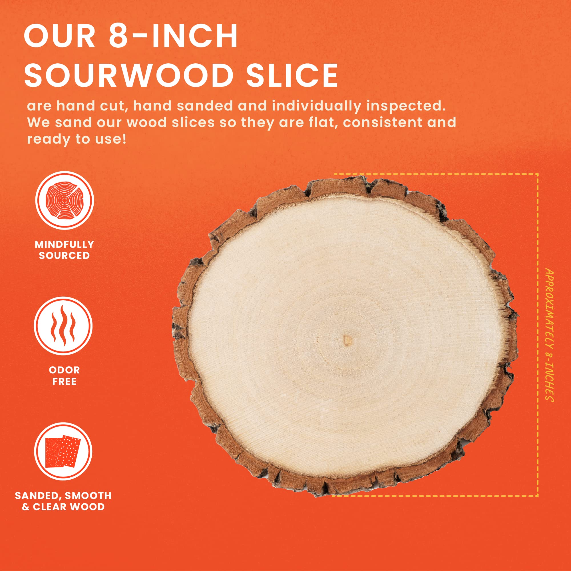 Premium Wood Slices 10 pack
